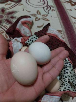 تخم مرغ محلی نطفه دار تازه در گروه خرید و فروش ورزش فرهنگ فراغت در کرمان در شیپور-عکس1