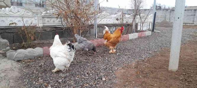 مرغ تخم گذار در گروه خرید و فروش ورزش فرهنگ فراغت در آذربایجان شرقی در شیپور-عکس1