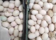 تخم نطفه دار اردک اسراییلی
