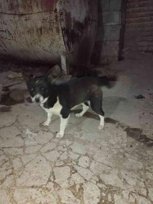 وا گذاری سگ در گروه خرید و فروش ورزش فرهنگ فراغت در آذربایجان شرقی در شیپور-عکس1
