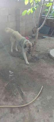 واگذاری سگ ادمگیر پاک دهن در گروه خرید و فروش ورزش فرهنگ فراغت در آذربایجان شرقی در شیپور-عکس1