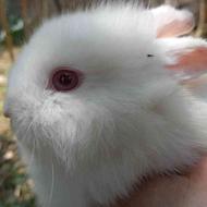 بچه خرگوش لوپی به فروش میرود