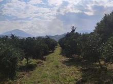 فروش زمین کشاورزی 20000 متر در دینارسرا در شیپور