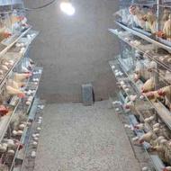 فروش مرغ تخمگذار با قفس