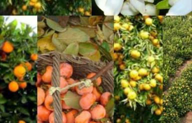 فروش معاوضه باغ سندششدانگ با ملک شما 5475 متر