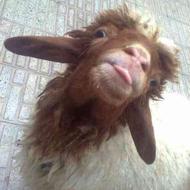 ذبح گوسفند درمحل مشتری در سراسر شیراز عقیقه ومجالس