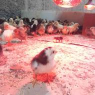 فروش جوجه مرغ اردک بوقلمون تیرنگ شاخدار