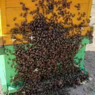 فروش زنبورعسل