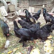 مرغ و خروس سیاه کاکلی پرپا مرندی لهستانی