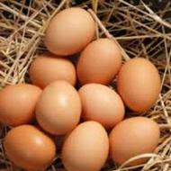 فروش تخم مرغ محلی نطفه دار