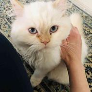 توله گربه نژاد هیمالین سفید و چاکلت پوینت