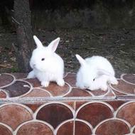 خرگوش تزئینی