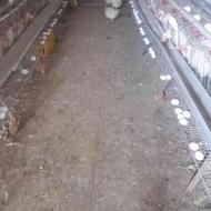 مرغ پردار پرتخت صنعتی تخمگذار