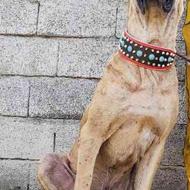 واگذار سگ آلبای وارداتی دهن پاک 19ماه قد90وزن60