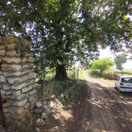 فروش زمین جنگلی 4700 متر در دارابکلا