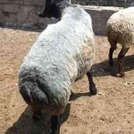 فروش گوسفند وره مار نرتخمی