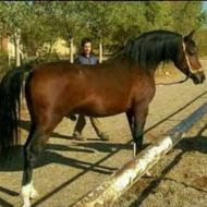 اسب عرب ایرانی