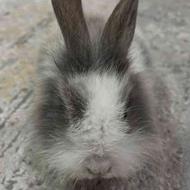خرگوش لوپ طوسی سفید چشم خاکستری