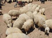 فروش گوسفند