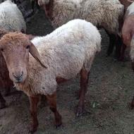 دوعدد گوسفند جوان دونه ای 12