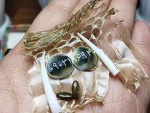 مهره مار اصل شاه کبری درشت نو در شیپور