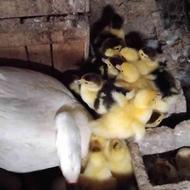 10اعدادجوجه اردک روسی با مادر
