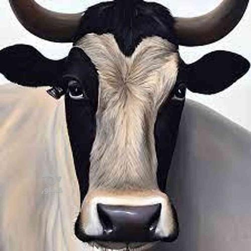 کود گاوی فراوری شده بدون بو
