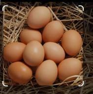 تولید تخم مرغ محلی
