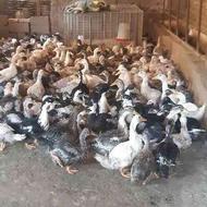 فروش یا معاوضه 100 عدد اردک محلی
