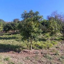 زمین 650 متر در وسطی کلا