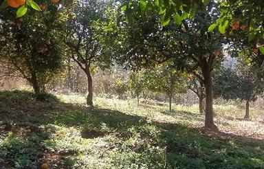 فروش زمین کشاورزی 1200 متر در وسطی کلا