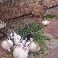 خرگوش با 8 عدد بچه خرگوش نر و ماده.جهت واگذاری
