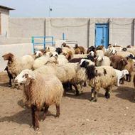 فروش گوسفند زنده تحت نظر دامپزشکی