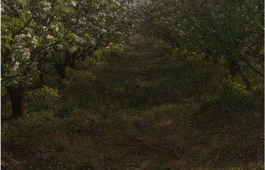 500 متر باغ سیب دماوند آبسرد