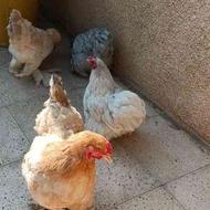 تعدادی مرغ نژاد دار
