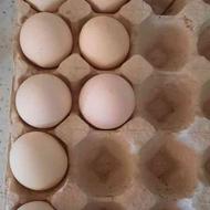 تخم مرغ لاری اصل نصفه دار
