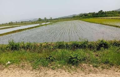زمین زراعی برنجکاری