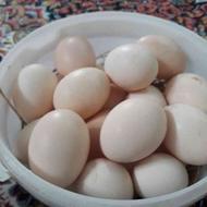 تخم نطفه دار مرغ محلی اصل(گلین)