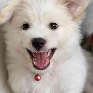 سگ اشپیتز 3 ماهه