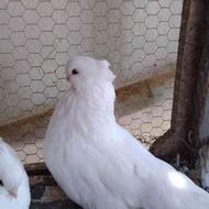فروش دوجفت کبوتر سفید آس نوک ریز
