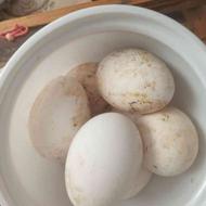 تخم قوقاز آفریقایی اصل