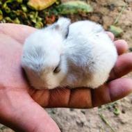 خرگوش با بچه
