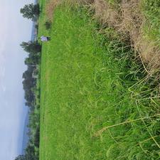 فروش زمین کشاورزی 10000 متر در جاده خانه دریا