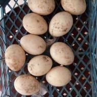 فروش تخم اردک اسرائیلی نطفه دار