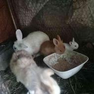 فروش 3عددبچه خرگوش لُپ