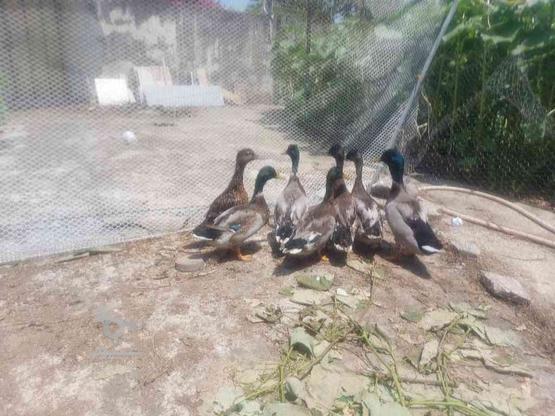 4عدد اردک پروازی کله سبز در گروه خرید و فروش ورزش فرهنگ فراغت در مازندران در شیپور-عکس1