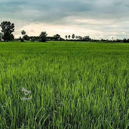 زمین برنج شالیزار در گروه خرید و فروش املاک در گیلان در شیپور-عکس1