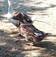 اردک محلی بالغ سه ماهه