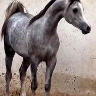 فروش اسب دوسر.عرب مصری از نژاد کنزالبدایر