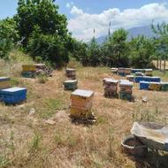 فروش زنبور عسل از شش قاب تا دوازده قاب
